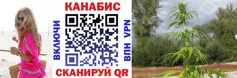 Конопля сатива  Лакинск 